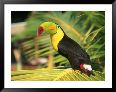 Parrot In Bird Park, Bay Islands, Hd by Tom Stillo Pricing Limited Edition Print image