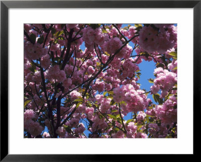 Flowering Cherry Tree, Ct by Kurt Freundlinger Pricing Limited Edition Print image