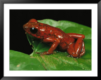 Close View Of A Strawberry Poison Dart Frog by George Grall Pricing Limited Edition Print image