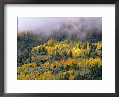 Autumn Aspen In Fog, San Juan Mountains, Colorado, Usa by Chuck Haney Pricing Limited Edition Print image