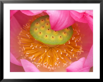 Perry's Water Garden, Lotus Flower, Franklin, North Carolina, Usa by Joanne Wells Pricing Limited Edition Print image