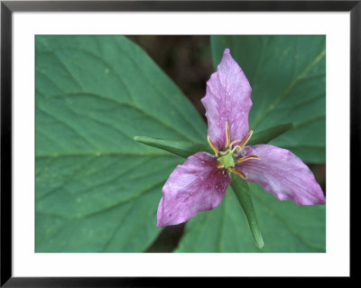 Trillium Along Trail To Sol Duc, Olympic National Park, Washington, Usa by Jamie & Judy Wild Pricing Limited Edition Print image