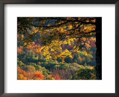 Yellow Leaves Of A Sugar Maple, Green Mountains, Vermont, Usa by Jerry & Marcy Monkman Pricing Limited Edition Print image