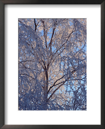 A Trees Branches Are Covered In Ice by Paul Nicklen Pricing Limited Edition Print image