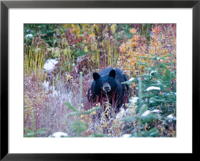 A Black Bear Looks Out Of A Forest While Hunting For Food by Taylor S. Kennedy Pricing Limited Edition Print image