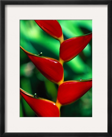 Rainbow Heliconia by Janet Generalli Pricing Limited Edition Print image