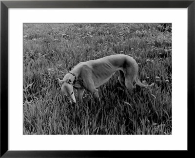 Greyhound In Field by Traer Scott Pricing Limited Edition Print image