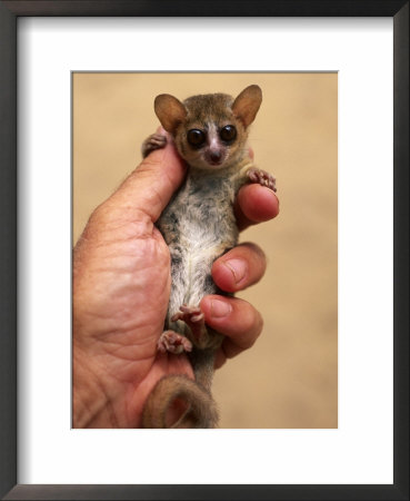 Russet Mouse Lemur, Held In Hand To Show Small Size, Kirindy, Madagascar by Pete Oxford Pricing Limited Edition Print image