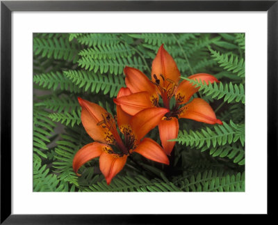 Wood Lilies In Ferns, Bruce Peninsula National Park, Canada by Claudia Adams Pricing Limited Edition Print image