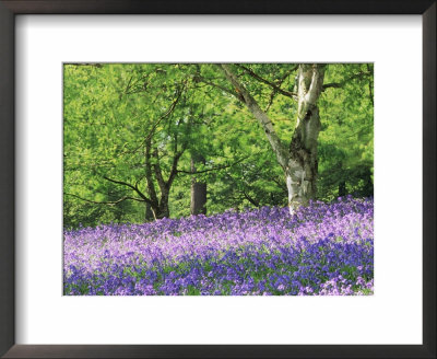 Bluebells In Woods, Springtime by Jon Arnold Pricing Limited Edition Print image