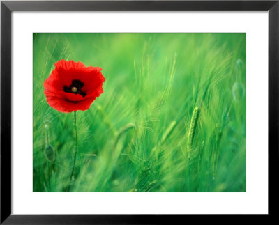 Common Poppy (Papaver Rhoeas) In Field Of Barley Wheat In Wheatcroft Area, Matlock, United Kingdom by Andrew Parkinson Pricing Limited Edition Print image