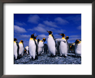 King Penguins (Aptenodytes Patagonicus) On Beach At Sandy Bay, Macquarie Island, Antarctica by Grant Dixon Pricing Limited Edition Print image