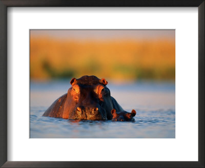 A Female Hippotamus And Her Youngster Enjoy A Dip In Their Favorite Water Hole by Beverly Joubert Pricing Limited Edition Print image