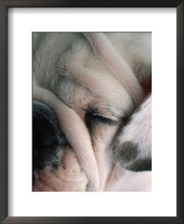 Dog Sleeping by Mitch Diamond Pricing Limited Edition Print image