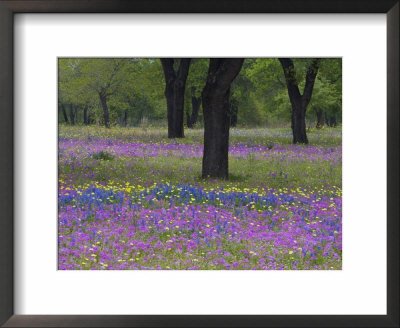 Field Of Texas Blue Bonnets, Phlox And Oak Trees, Devine, Texas, Usa by Darrell Gulin Pricing Limited Edition Print image
