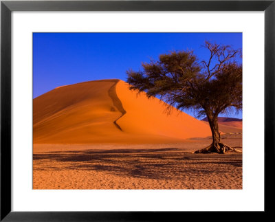 Flourishing Tree With Soussevlei Sand Dune, Namibia by Joe Restuccia Iii Pricing Limited Edition Print image