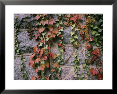 Ivy On A Stone Wall by Al Petteway Pricing Limited Edition Print image