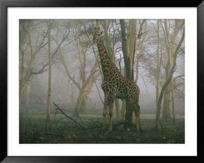 A Giraffe Stands In The Early Morning Mist by Chris Johns Pricing Limited Edition Print image
