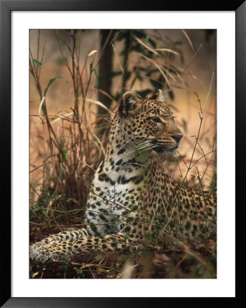 Leopard, Panthera Pardus, Londolozi Game Reserve by Yvette Cardozo Pricing Limited Edition Print image