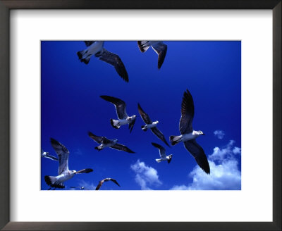 Flock Of Franklin's Gulls (Larus Pixpican) In Flight, Costa Rica by Alfredo Maiquez Pricing Limited Edition Print image