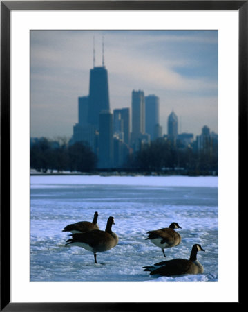 Four Canada Geese On Frozen Lagoon With North Loop Skyline In Background, Chicago, Usa by Charles Cook Pricing Limited Edition Print image