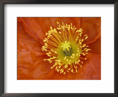 Icelandic Poppy Detail, Cannon Beach, Oregon, Usa by Jamie & Judy Wild Pricing Limited Edition Print image