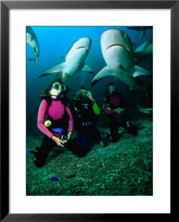Kneeling In The Coral Rubble As Caribbean Reef Sharks Swim Along The Tongue Of The Ocean, Bahamas by Michael Lawrence Pricing Limited Edition Print image