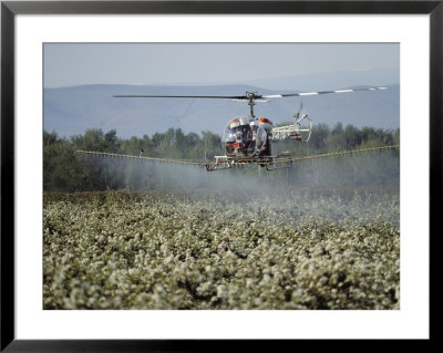 Helicopter Spraying Apple Orchards, Yakima Valley by Sisse Brimberg Pricing Limited Edition Print image