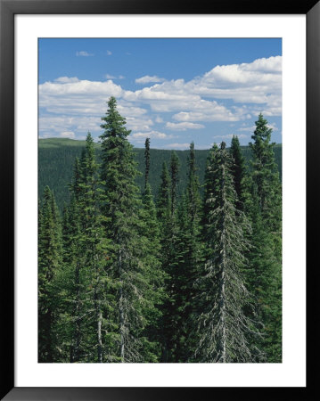 Tall Evergreen Forest In Mountains Under A Sky With Puffy Clouds by Bill Curtsinger Pricing Limited Edition Print image
