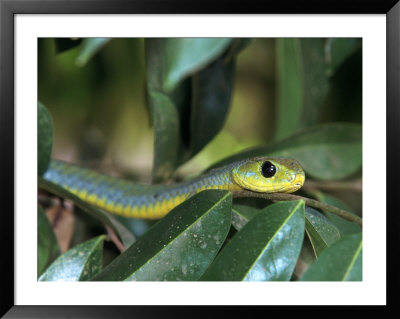 Boomslang, Dispholidus Typus, Tanzania by Robert Franz Pricing Limited Edition Print image