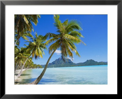 Palm Trees And Beach, Bora Bora, Tahiti, Society Islands, French Polynesia, Pacific by Mark Mawson Pricing Limited Edition Print image