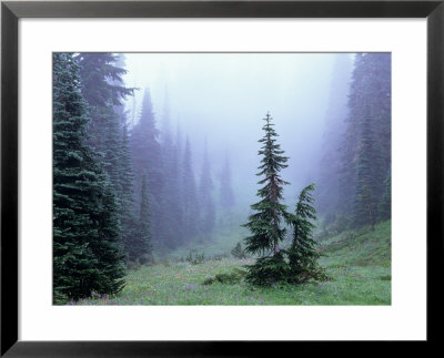 Fir Trees And Fog, Mt. Rainier National Park, Washington, Usa by Jamie & Judy Wild Pricing Limited Edition Print image