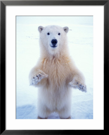 Polar Bear Standing On Pack Ice Of The Arctic Ocean, Arctic National Wildlife Refuge, Alaska, Usa by Steve Kazlowski Pricing Limited Edition Print image