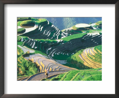 Landscape Of Rice Terraces, Guangxi, China by Keren Su Pricing Limited Edition Print image