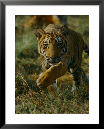 Tiger In An Enclosure At Madhav National Park by Michael Nichols Pricing Limited Edition Print image