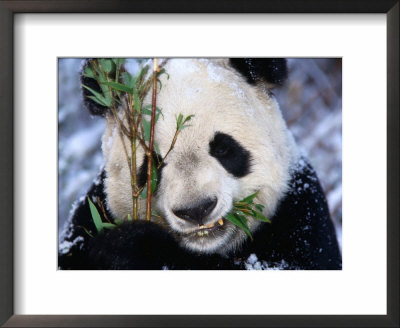 Panda Eating Bamboo In The Wolong Valley At The Sleepy Dragon Nature Reserve, Sichuan, China by Keren Su Pricing Limited Edition Print image