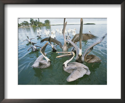 A Flock Of Brown Pelicans In Placida, Florida by Roy Toft Pricing Limited Edition Print image