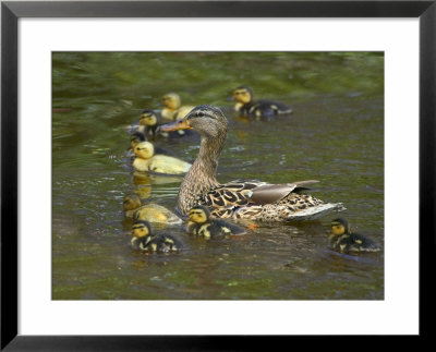 Mother Duck Leading Ducklings On The River In Keukenhof Gardens, Amsterdam, Netherlands by Keren Su Pricing Limited Edition Print image