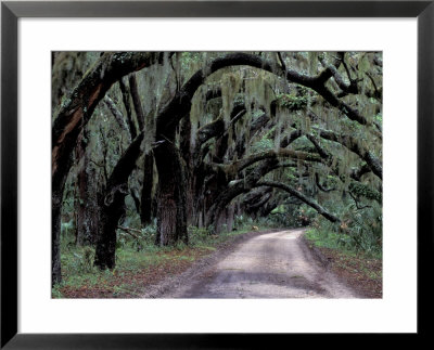 Live Oaks Line A Dirt Road, Cumberland Island, Georgia, Usa by Gavriel Jecan Pricing Limited Edition Print image