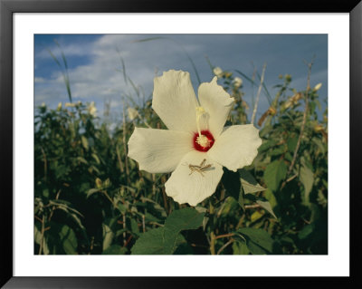 A Close View Of A Delicate Marsh Mallow Flower Being Explored By A Grasshopper by Stephen St. John Pricing Limited Edition Print image