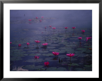 Water Lilies In Pond, Thailand by Inga Spence Pricing Limited Edition Print image