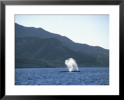 Blue Whale, Spouting, Mexico by Patricio Robles Gil Pricing Limited Edition Print image