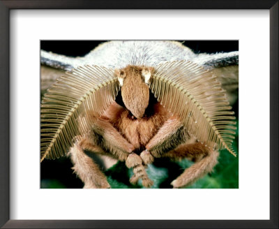 Chinese Oak Silkmoth, Close-Up Of Antennae, Male by Alastair Shay Pricing Limited Edition Print image