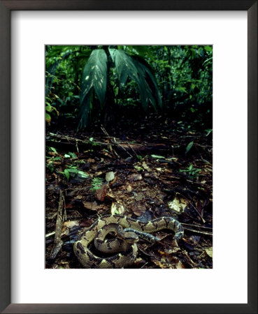Bushmaster, Rainforest, Costa Rica by Michael Fogden Pricing Limited Edition Print image