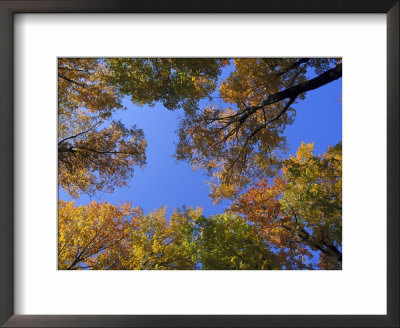 Hardwood Forest With Maple Trees In Autumn, Usa by Mark Hamblin Pricing Limited Edition Print image