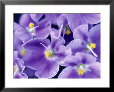 Graphic Flower, Saintpaulia (African Violet) (Mauve) by Rex Butcher Pricing Limited Edition Print image