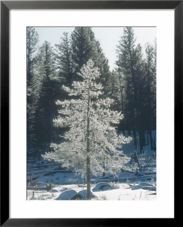 Douglas Fir, With Frost, Usa by Stan Osolinski Pricing Limited Edition Print image