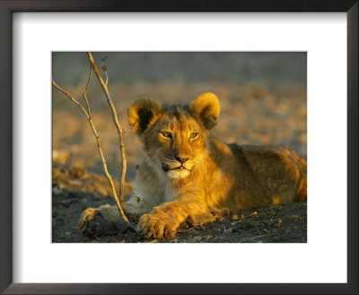 Lion Cub Playing With Young Mopane Tree, Northern Tuli Game Reserve, Botswana by Roger De La Harpe Pricing Limited Edition Print image
