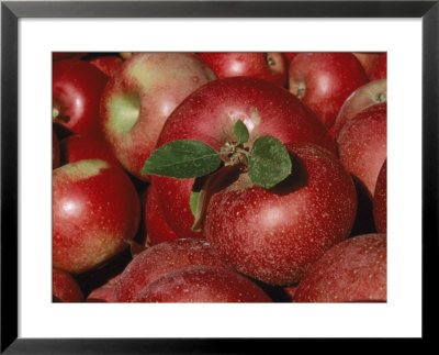 Harvested Apples by Sherwood Hoffman Pricing Limited Edition Print image