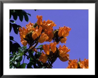Tulip Tree by Mick Roessler Pricing Limited Edition Print image
